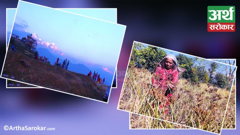 देश बोल्ने फोटो कथा : तनहुँको शुक्लागण्डकीमा कोदो टिप्न व्यस्त महिला, सराङ्कोटमा यसरी रमाउँदै छन् आन्तरिक पर्यटक !