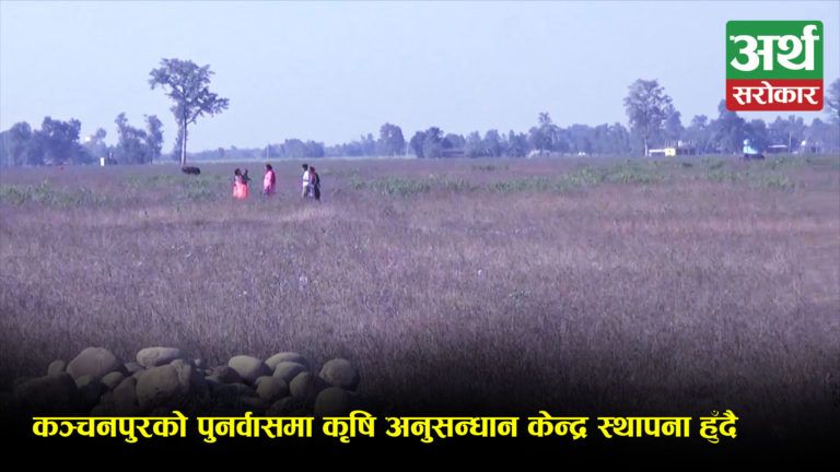 कञ्चनपुरको पुनर्वासमा कृषि अनुसन्धान केन्द्र स्थापना हुँदै, बिउ-बिजन उत्पादनमा सहयोग पुग्ने विश्वास ! (भिडियो रिपोर्ट)
