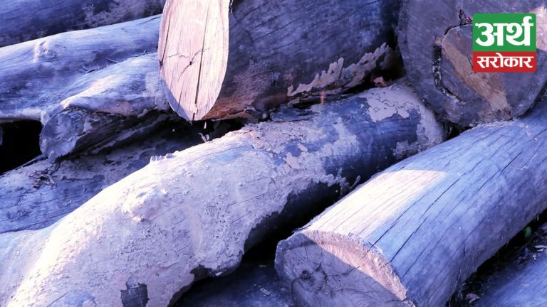 सरकारले बिक्री वितरणमा रोक लगाउँदा देशभरका वनमा लाखौं क्युफिट काठ कुहिँदै (भिडियो)