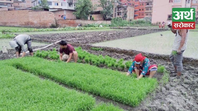 नेपाल लाइभस्टक सेक्टर इनोभेशन आयोजनाले, तनहुँका किसानलाई अनुदानमा आर्थिक सहयोग गर्न
