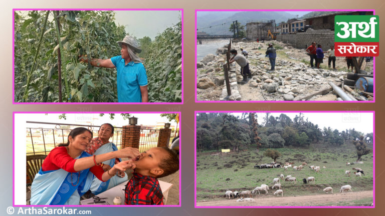 देश बोल्ने फोटो कथा : बालबालिकालाई भिटामिन ‘ए’ खुवाइँदै ,बोडीखेती रेखदेख गर्दै रामपुरका किसान