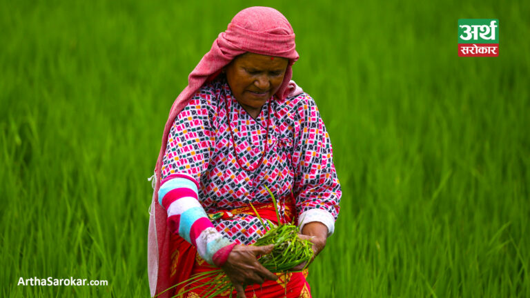 हिलोमा रमेको जिन्दगी कथाः १५ तस्विरमा हेर्नुहोस् किसानलाई धान गोडमेलको चटारो… (फोटो-कथा)