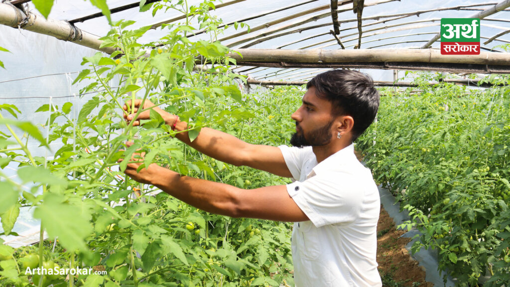 सागसब्जी खेतीबाटै दैनिक १० हजार कमाई