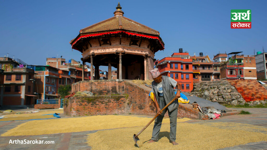 लक्ष्मीपूजाका लागी नयाँ धान तयार गर्दै भक्तपुरका किसान… (तस्विरहरु)