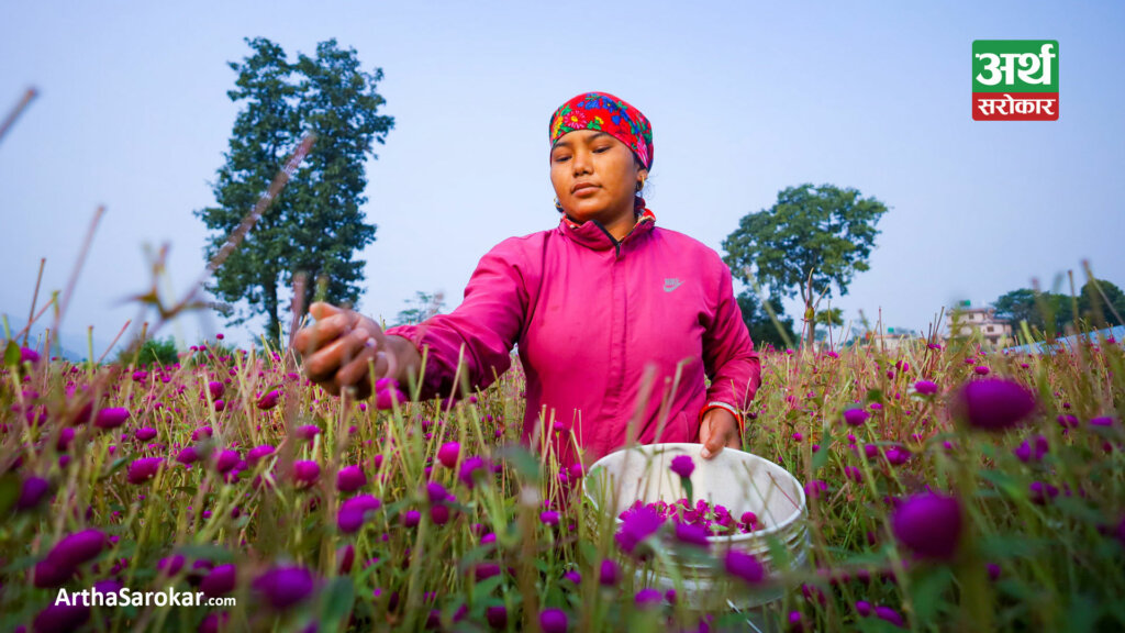 गुन्डुका किसानलाई मखमली फूल टिप्न र माला गाँस्न भ्याइनभ्याइ, फूल खेतीबाटै मनग्य कमाउँदै (तस्विरहरु) 