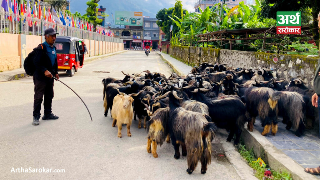 भाउ सस्तिएपछि च्याङ्ग्राको व्यापार बढ्यो