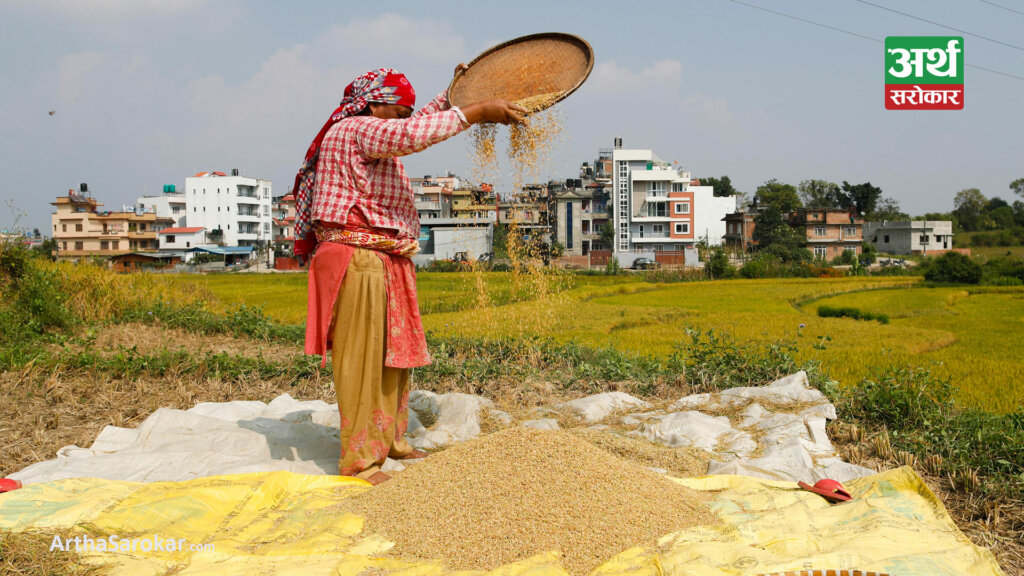 धान बिक्री गर्ने किसानलाई महेन्द्रनगरले चेकमार्फत भुक्तानी गर्दै