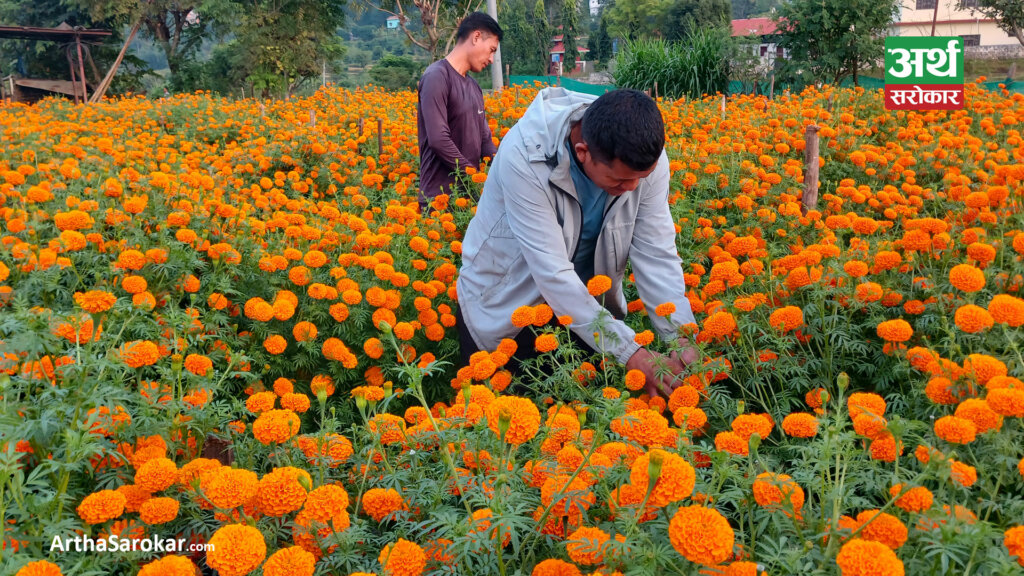 पाल्पामा सयपत्री फूलको माग उच्च