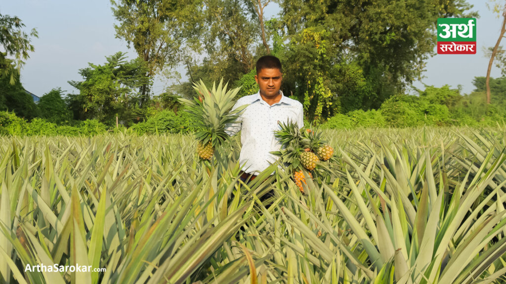 भुइँकटहर खेतीबाट वार्षिक १५ लाखसम्म आम्दानी