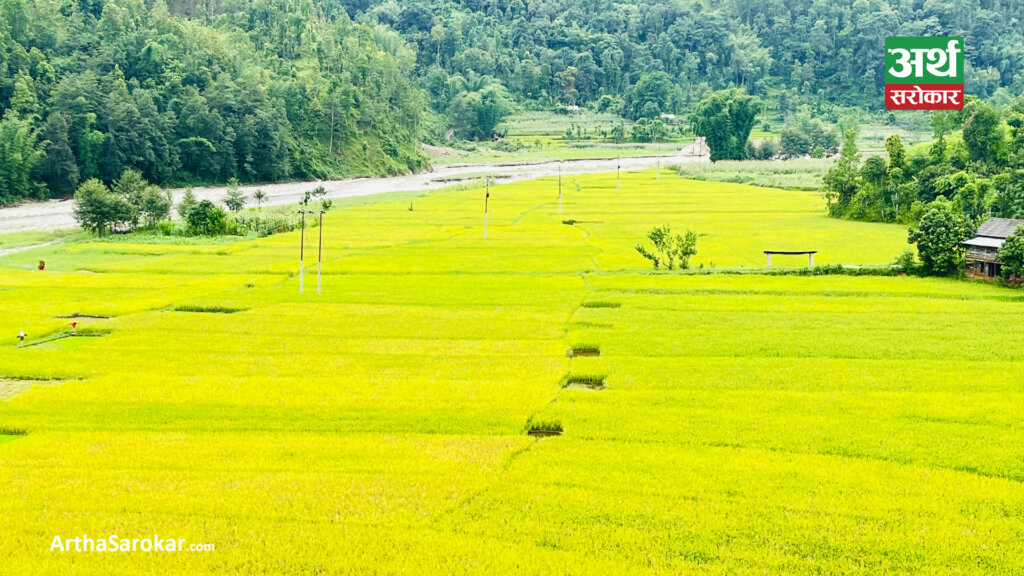 गुल्मीमा धान उत्पादन बढ्यो