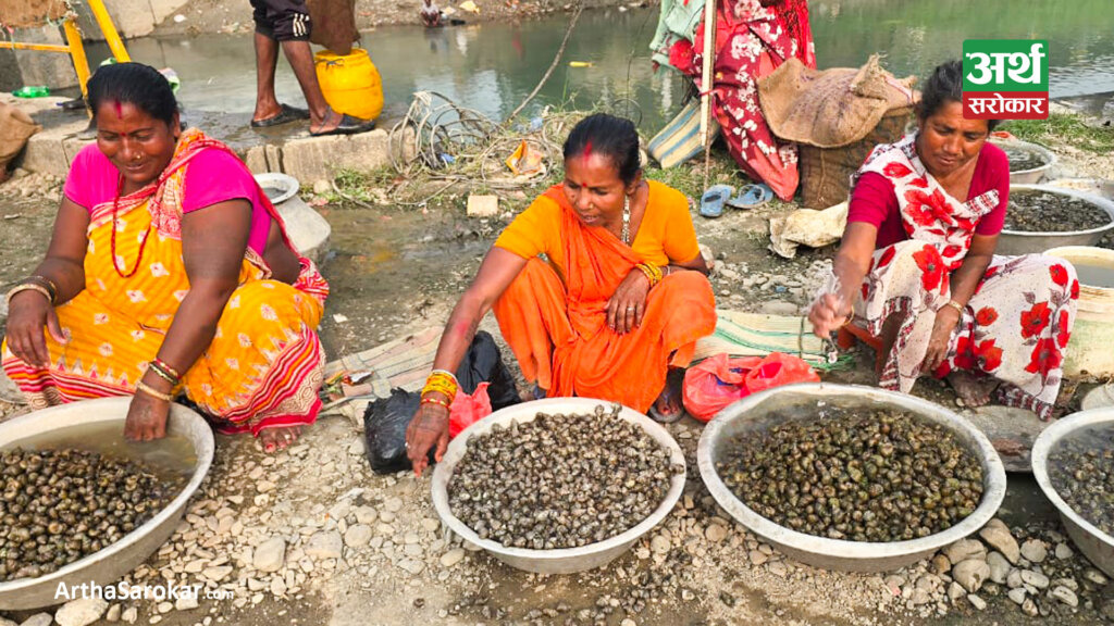 आम्दानीको आधार बन्दै घोँगी