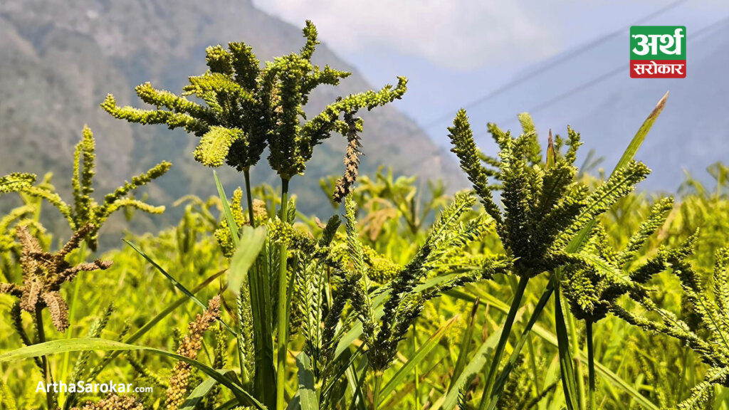 व्यावसायिक कोदो खेतीतर्फ आकर्षित हुँदै बराह क्षेत्रका किसान