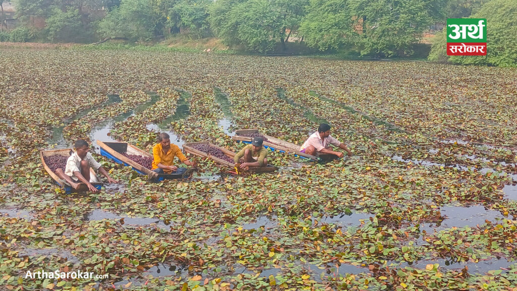 व्यावसायिक सिँगडाखेतीबाट लाखौँ आम्दानी गर्दै कश्यप