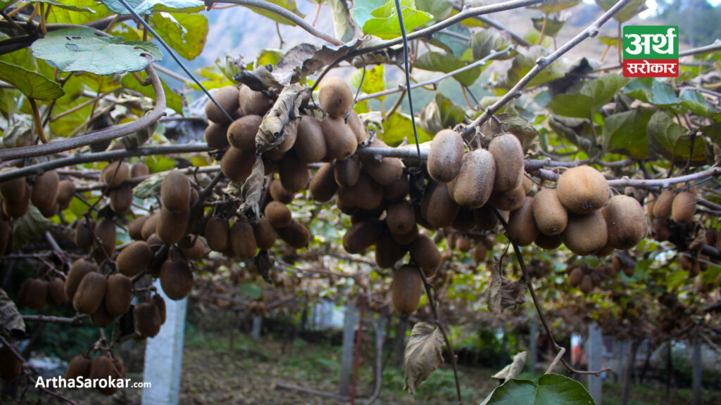 म्याग्दीमा फलेको किबीले बजार पाएन