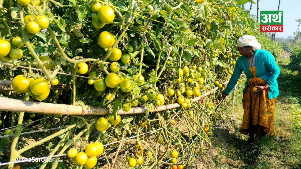 गोलभेडाको मूल्य घट्यो, चुकन्दरको मूल्य बढ्यो (मूल्यसूचीसहित)