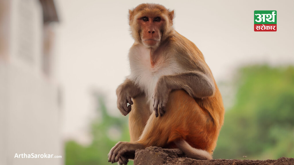 रातो बाँदरलाई पहिलोपटक कृषि हानिकारक वन्यजन्तु घोषणा