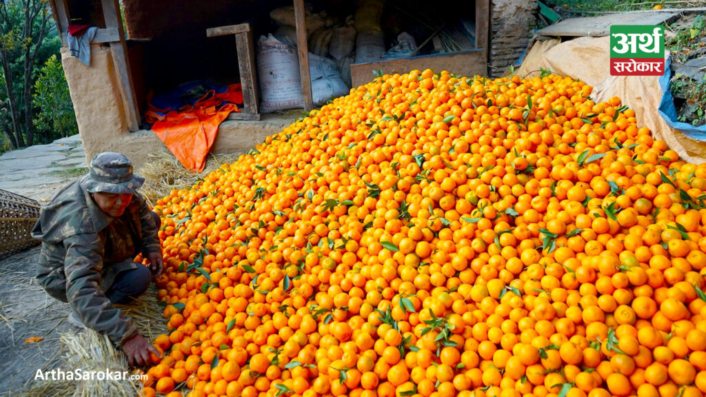 सुन्तला बेचेर २० लाख आम्दानी