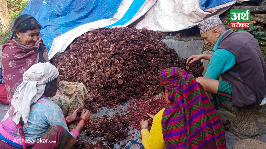 अलैँची उत्पादनमा वृद्धि, एकै वर्षमा ६ करोडको कारोबार