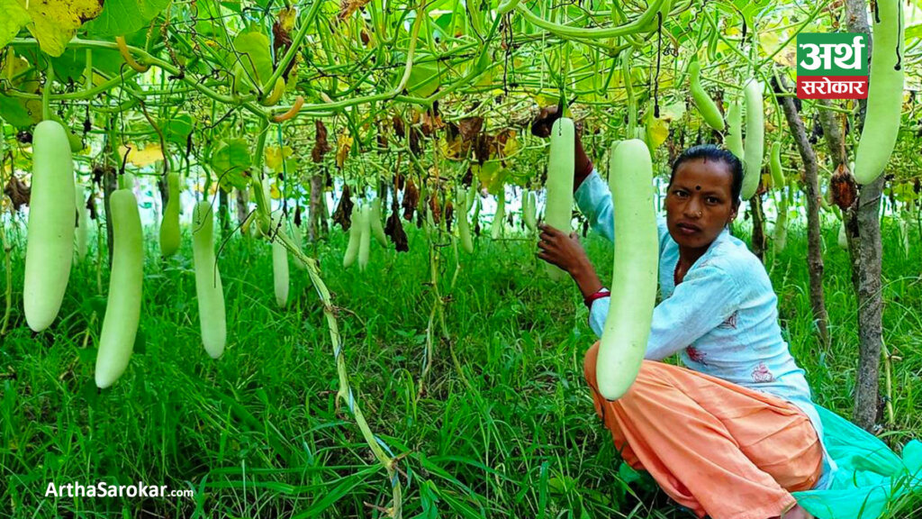 लौकाको मूल्य घट्यो, पिंडालूको मूल्य बढ्यो (मूल्यसूचीसहित)