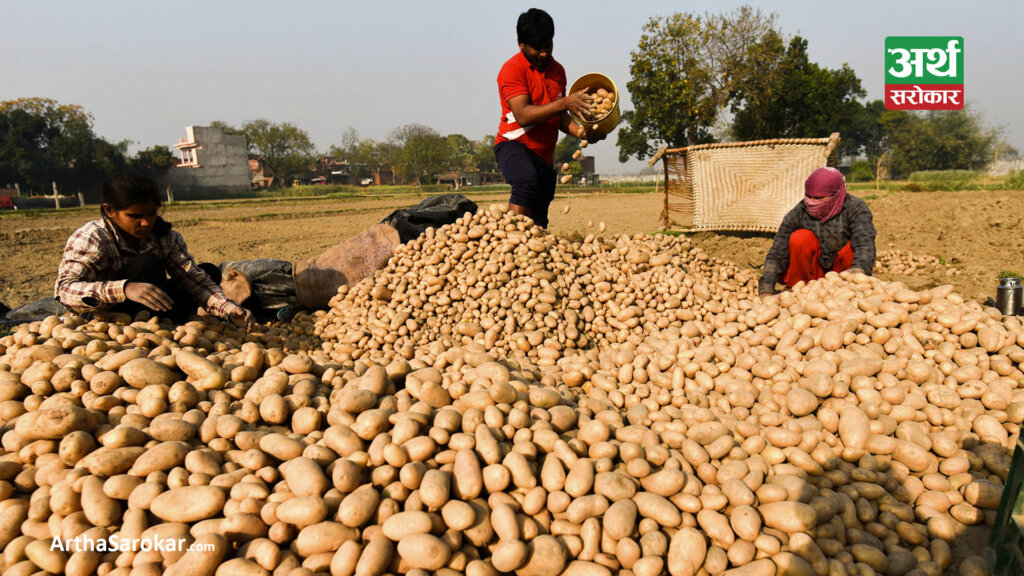 बारामा एक लाख १८ हजार मेट्रिक टनभन्दा बढी आलु उत्पादन