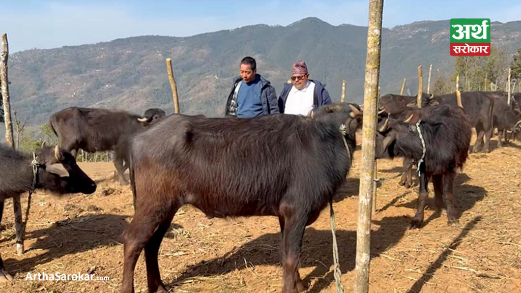 स्वरोजगार बनाउन राँगा वितरण गरिँदै