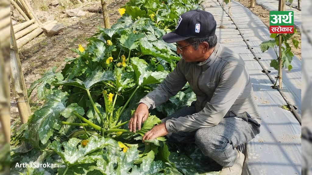 सागसब्जी खेतीबाट वार्षिक ७ लाखभन्दा बढी आम्दानी गर्दै हिराबहादुर