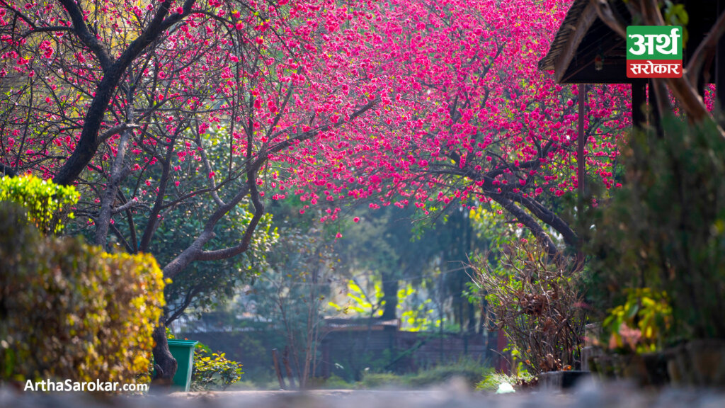 रङ्गिचङ्गि फूलहरुले फेरियो काठमाडौँको सौन्दर्यता (तस्विरहरु) 